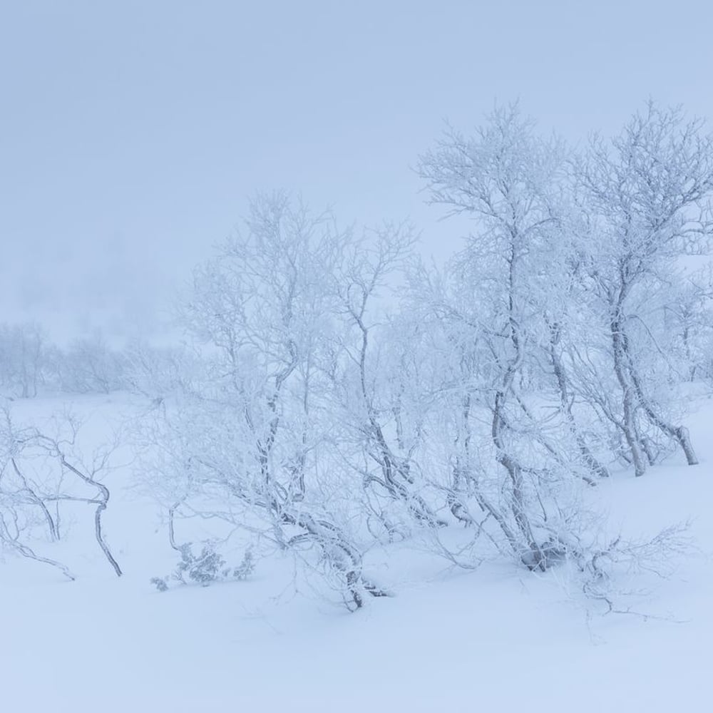 Papiers Peints Panoramique - Dwarf Birch in Winter Landscape - New Arrivals