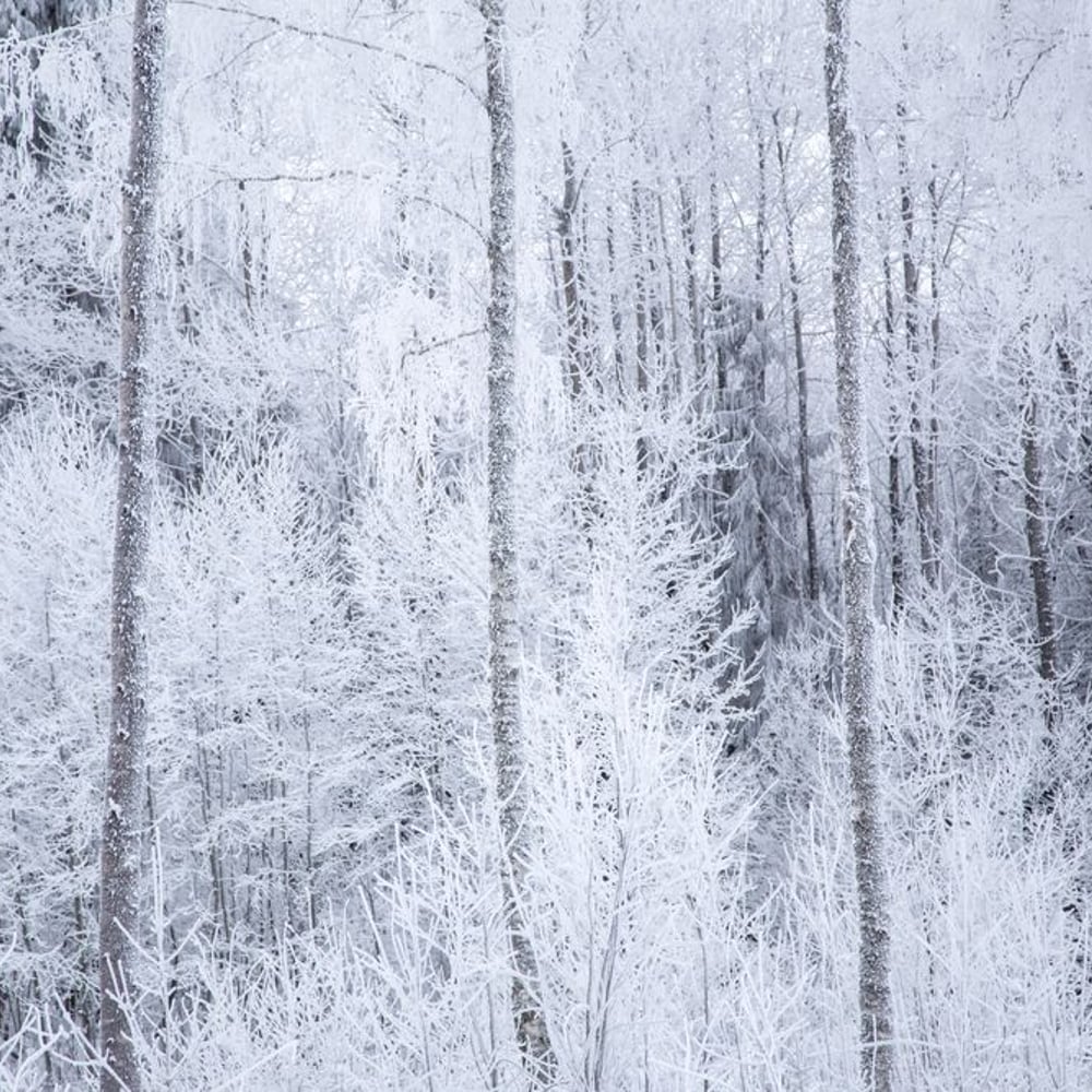 Papiers Peints Panoramique - Frosty Winter Trees - New Arrivals