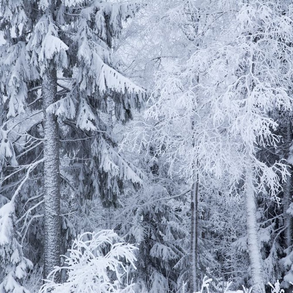 Papiers Peints Panoramique - Frosty Winter Trees in the Forest - New Arrivals