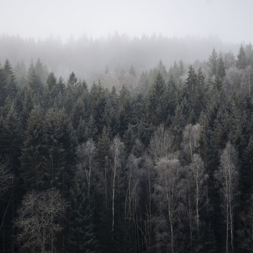 Papiers Peints Panoramique - Dark Forest - New Arrivals
