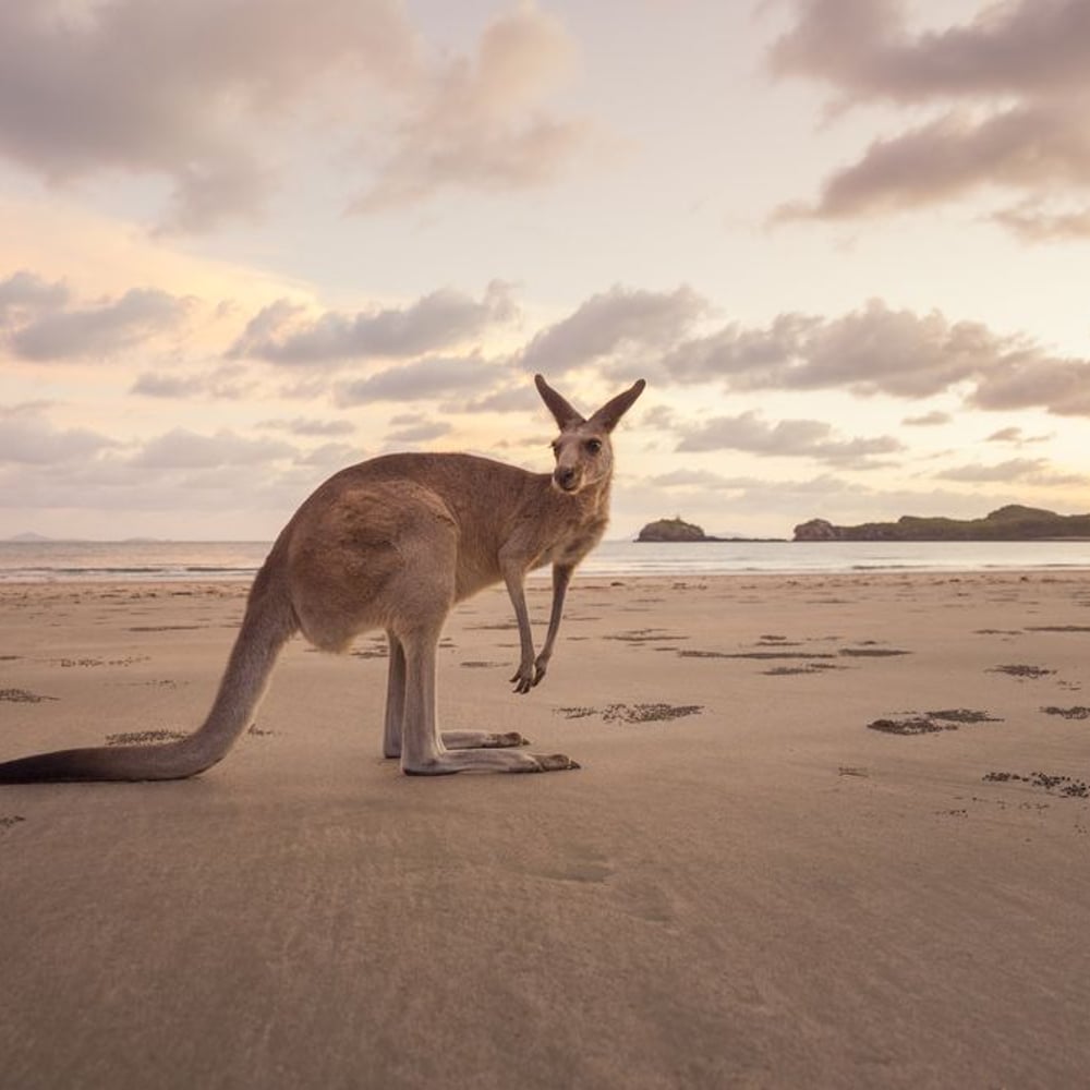 Papiers Peints Panoramique - Kangaroo at the Australian Beach - Photo Wallpaper Teenager