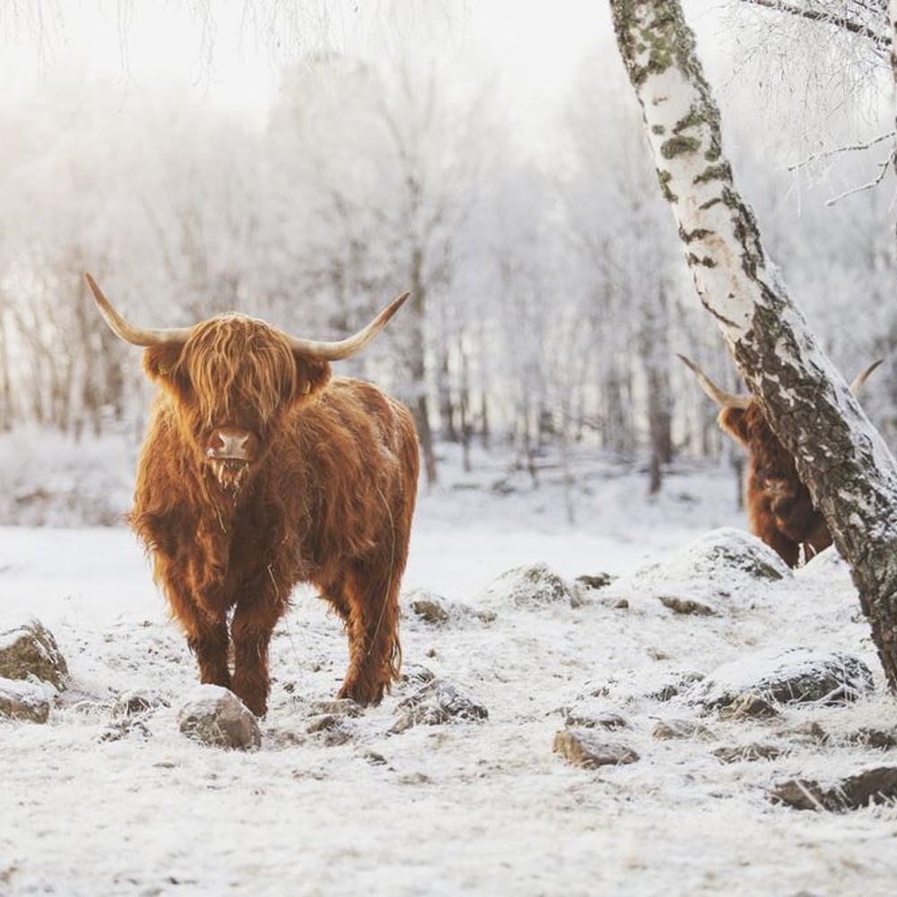 Papiers Peints Panoramique - Highland Cattle in Snow - New Arrivals