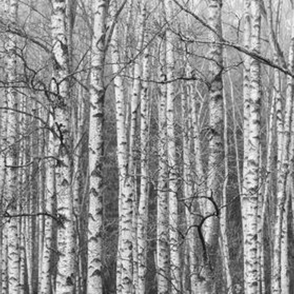 Wall Mural - Birch Trees in Black and White - Scandiwall
