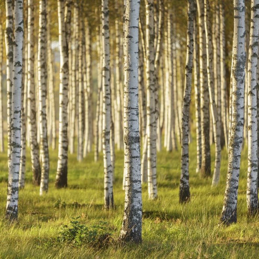 Wall Mural - Birch Trees in Summer - Scandiwall