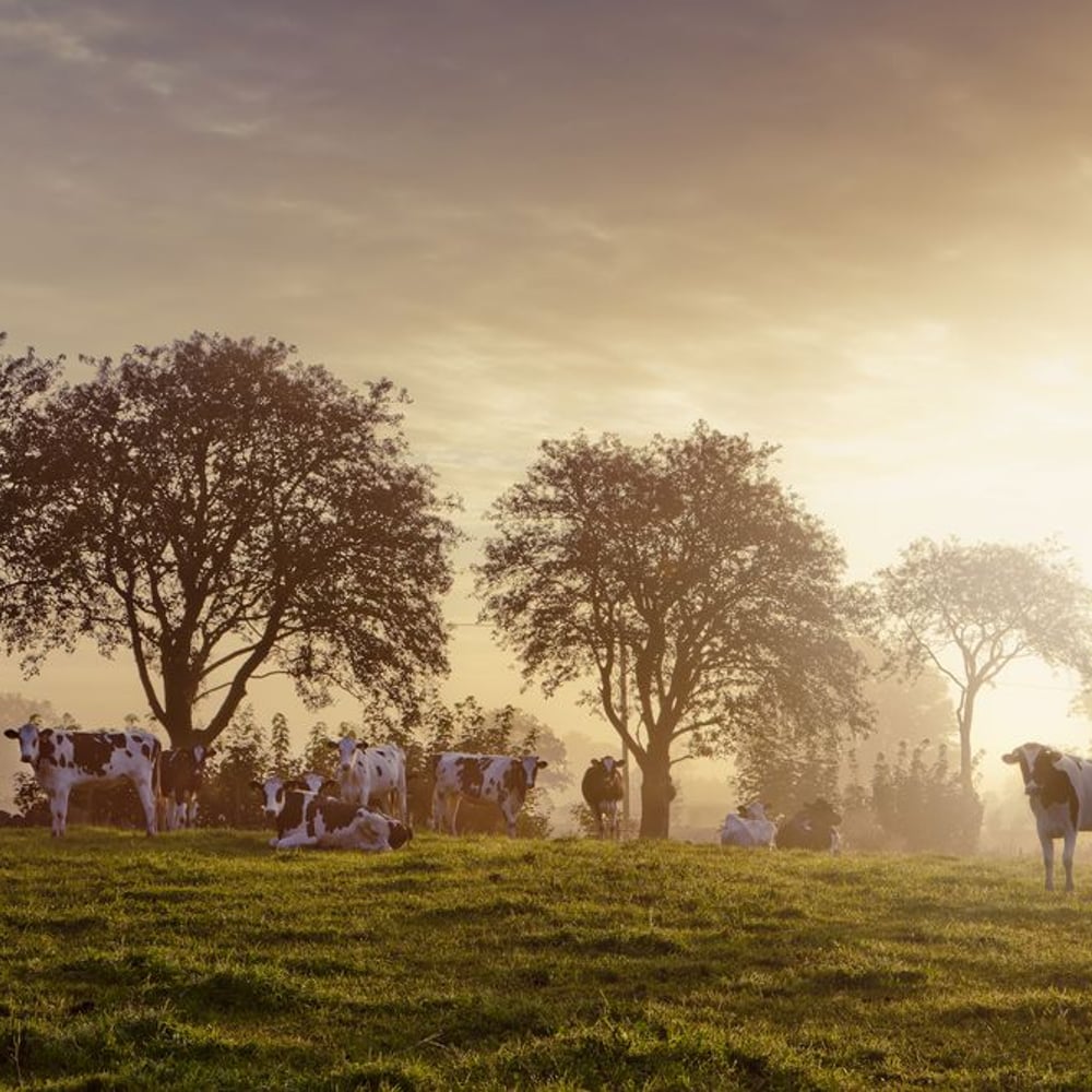 Papiers Peints Panoramique - Cows in a Rural Scene - New Arrivals
