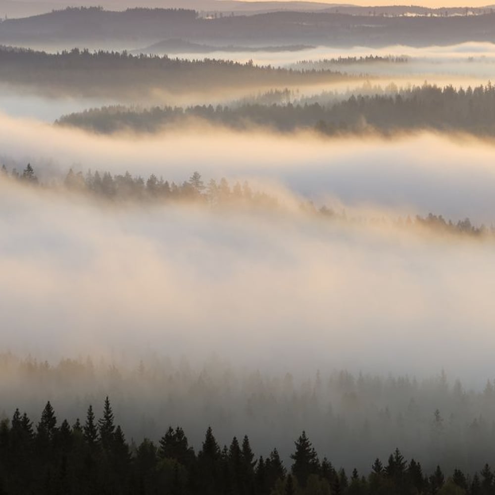 Papiers Peints Panoramique - Fog in Bergslagen - New Arrivals