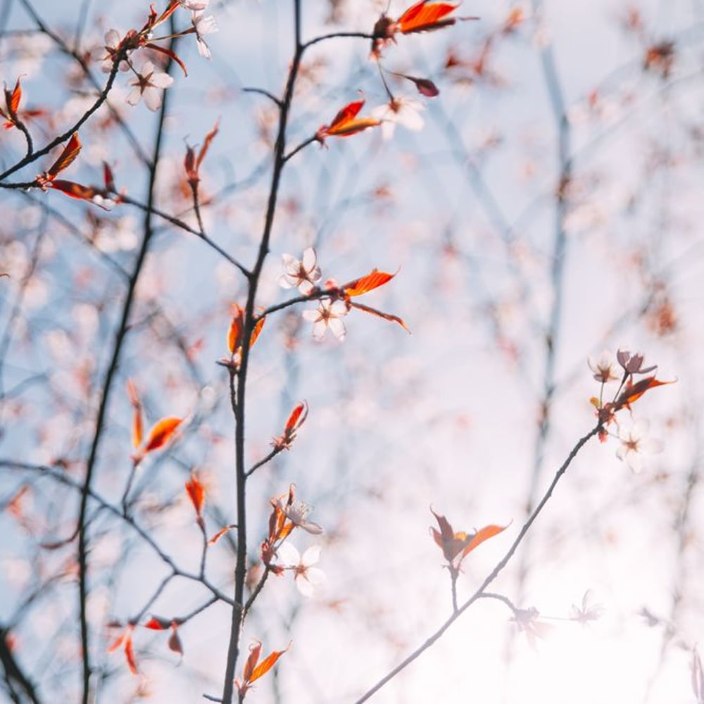 Wall Mural - Cherry Blossoms in Spring - Scandiwall