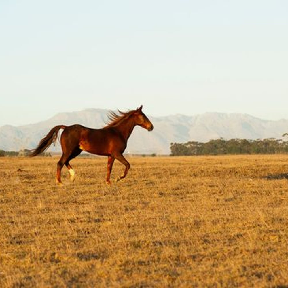 Papiers Peints Panoramique - Horse Running Free in South Africa - New Arrivals