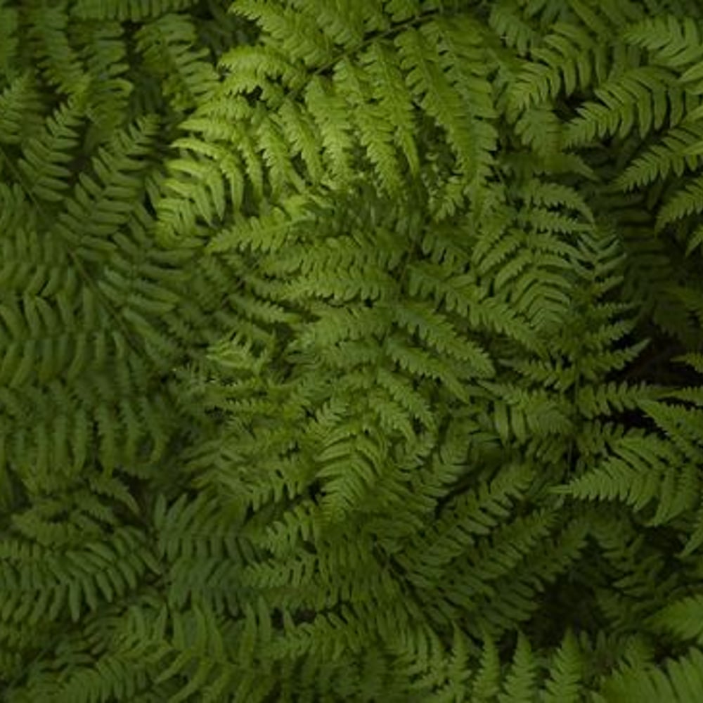 Papiers Peints Panoramique - Green Fern Leaves - New Arrivals