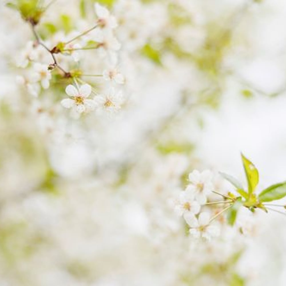 Wall Mural - Branch with White Flowers - Scandiwall