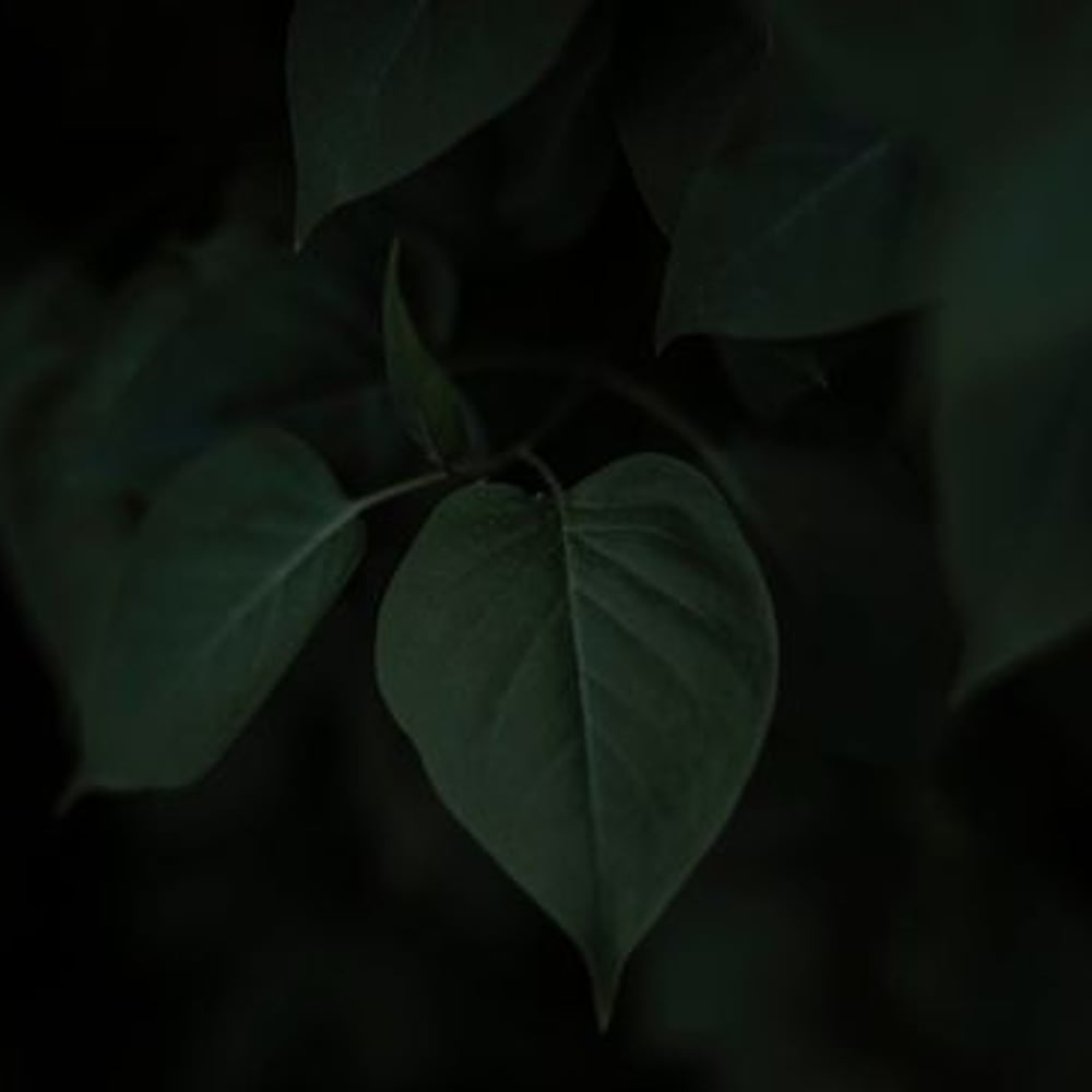 Papiers Peints Panoramique - Dark Lilac Leaves - New Arrivals