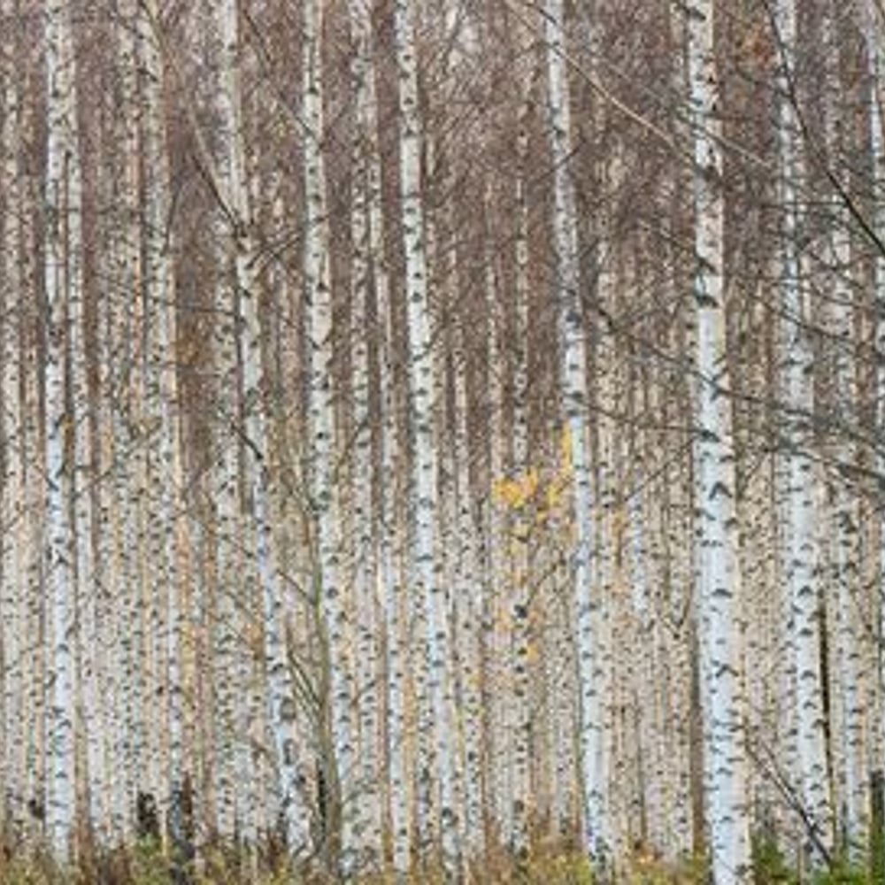 Wall Mural - Birch Trees in a Row - Scandiwall