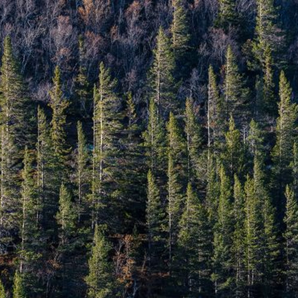 Papiers Peints Panoramique - Fir Forest in Dalarna - New Arrivals