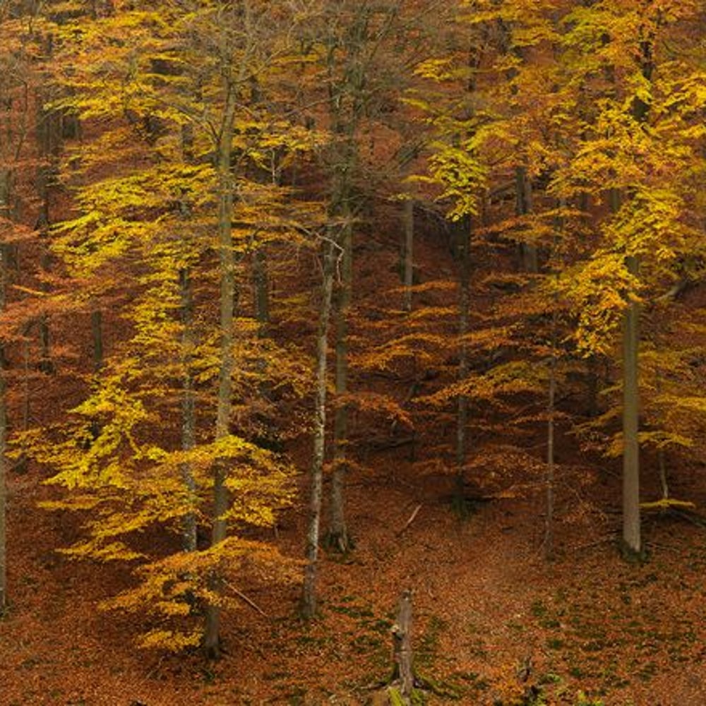 Fototapet - Autumn Colours in Forest - New Arrivals