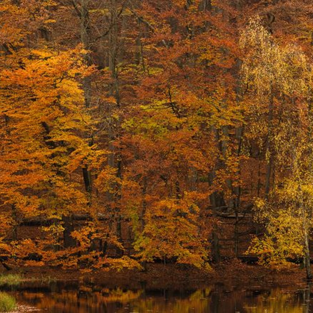 Fototapet - Autumn Tree Lake - Photo Wallpaper Lake