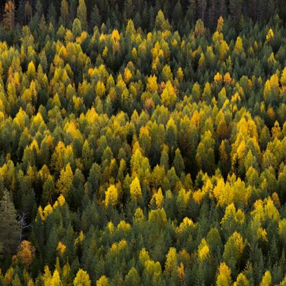 Papiers Peints Panoramique - Fir Trees Overhead - New Arrivals