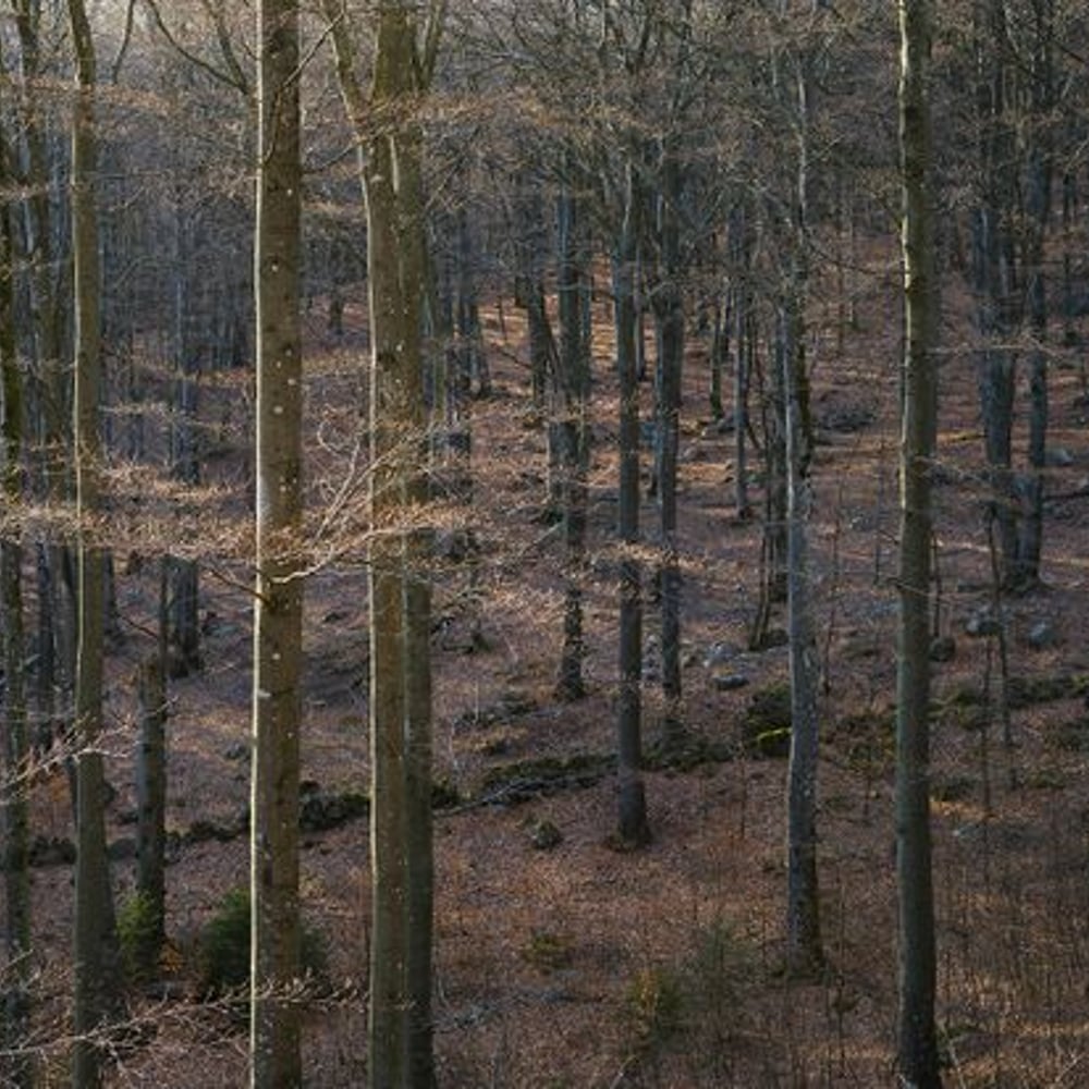Papiers Peints Panoramique - Dusk in the Forest - New Arrivals