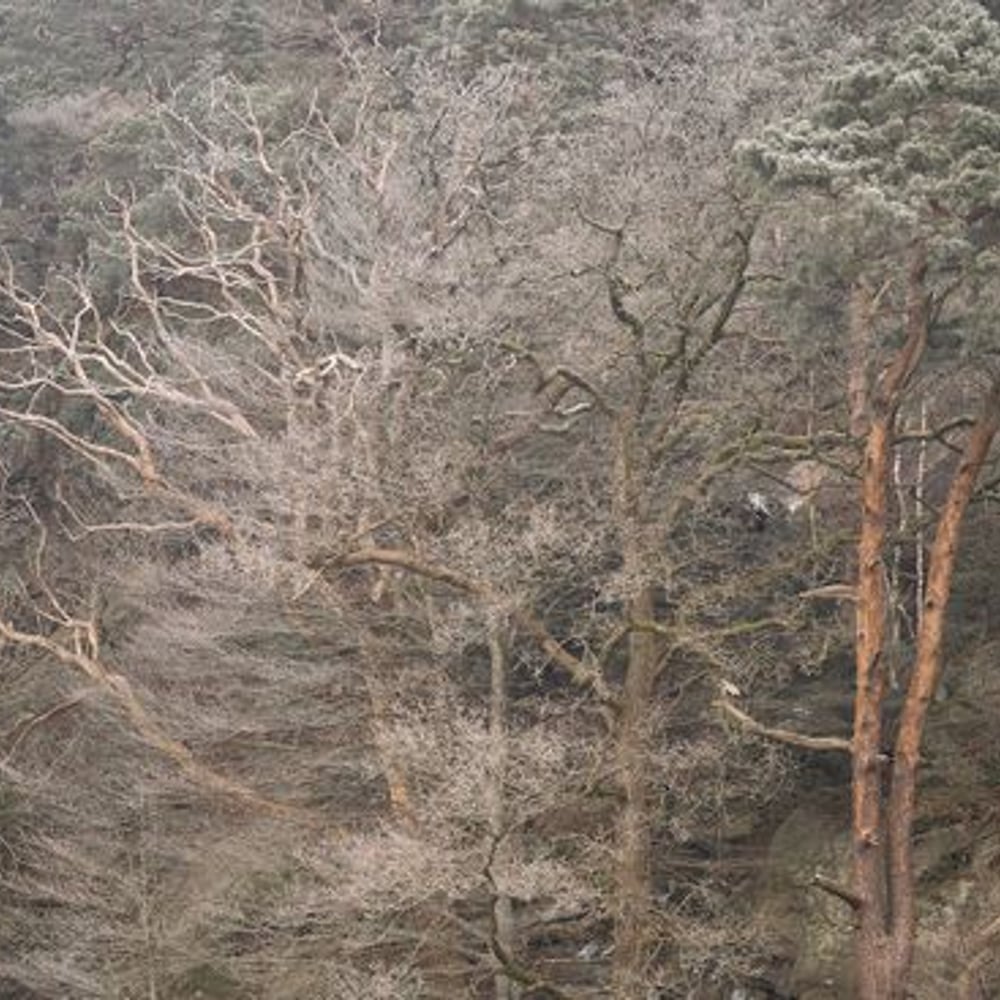 Papiers Peints Panoramique - Cold Forest - New Arrivals
