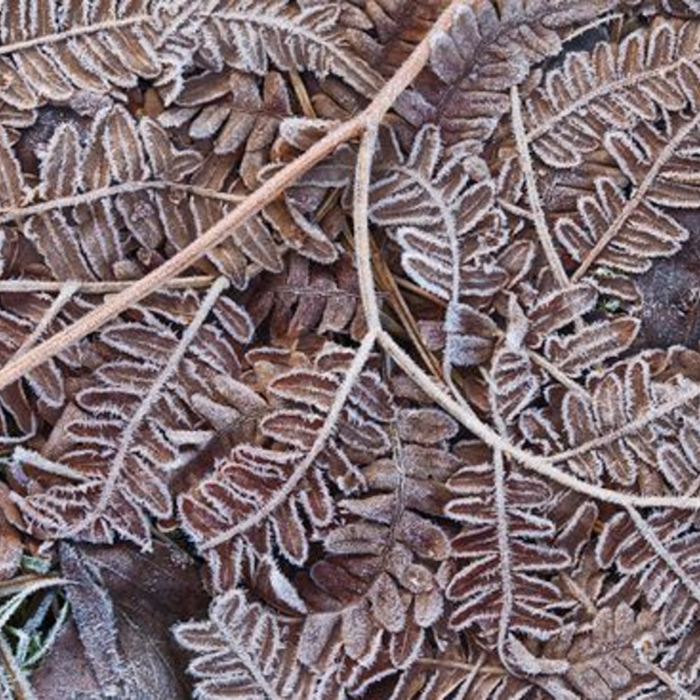 Papiers Peints Panoramique - Frosty Fern Leaves - New Arrivals