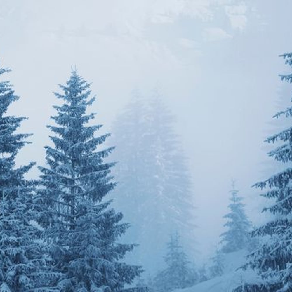 Papiers Peints Panoramique - Foggy Winter Forest in Austria - New Arrivals