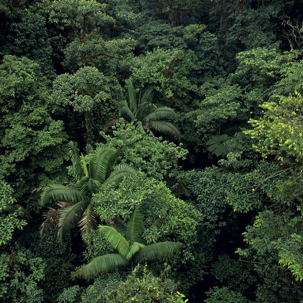 Papiers Peints Panoramique - Green Forest in Costa Rica - New Arrivals