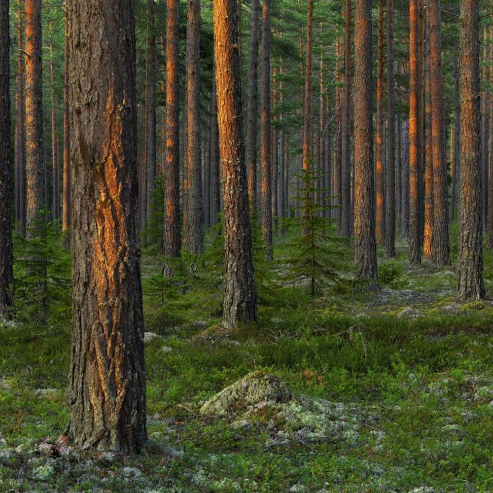 Papiers Peints Panoramique - Evening in Magic Swedish Forest - New Arrivals