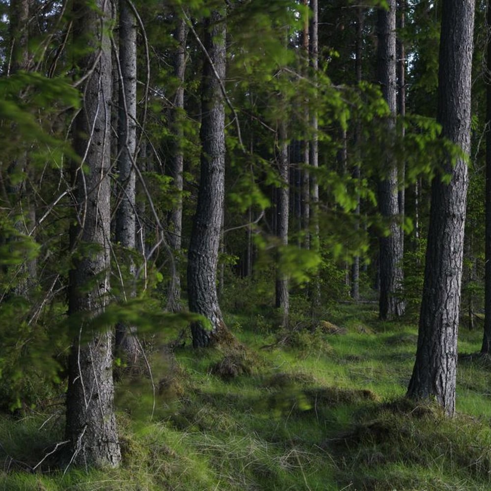 Wall Mural - Dark Magic Forest - Scandiwall