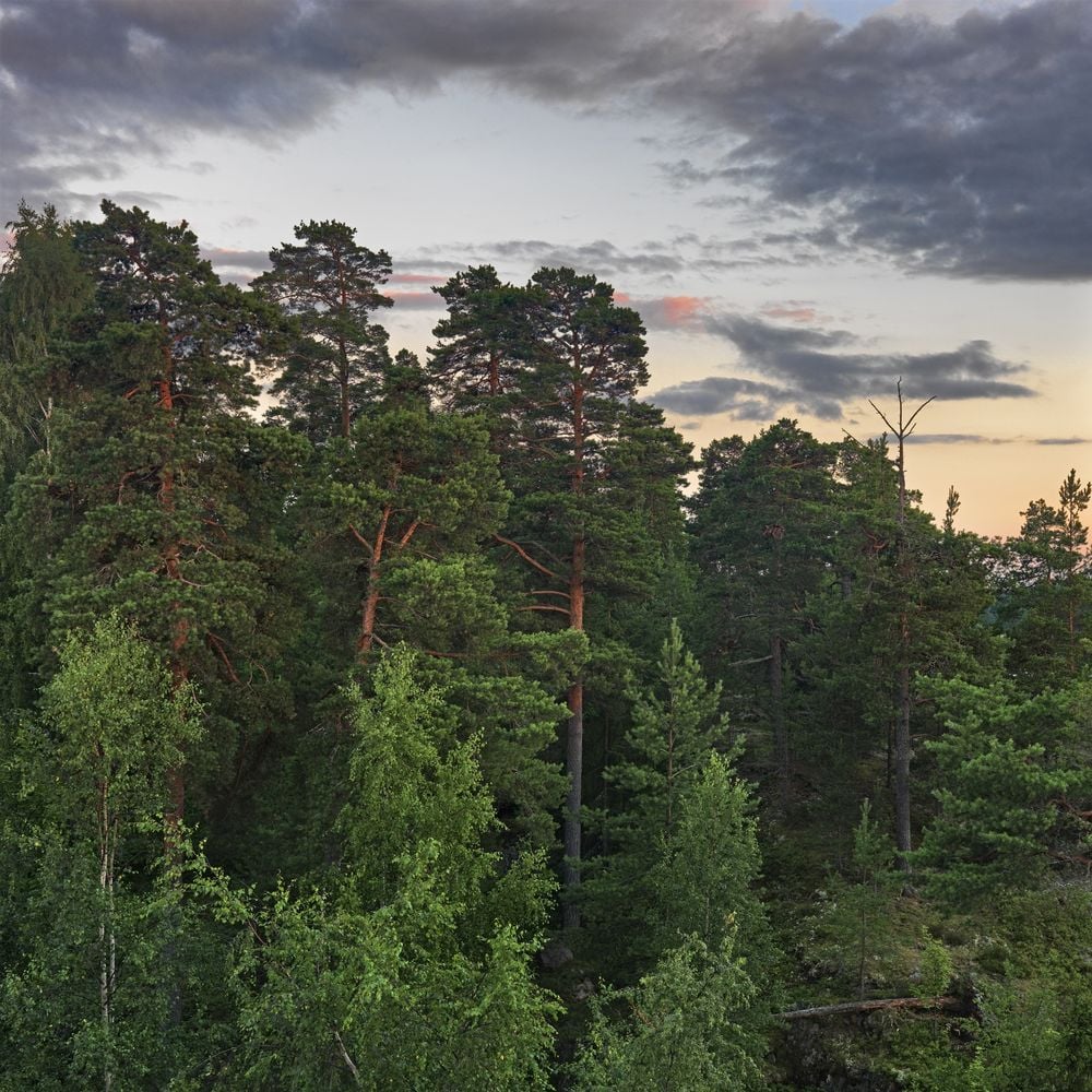Wall Mural - Beautiful Swedish Forest - Scandiwall
