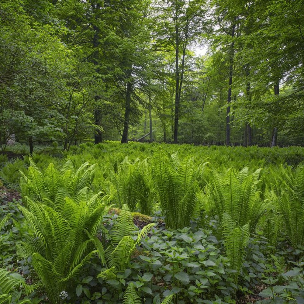 Papiers Peints Panoramique - Green Swedish Forest - New Arrivals