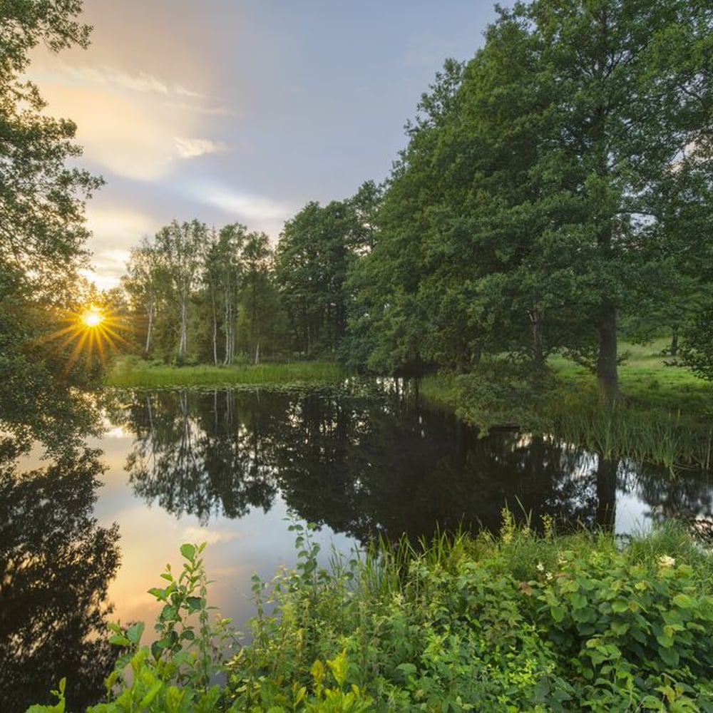 Wall Mural - Beautiful Swedish Summer Landscape - Scandiwall