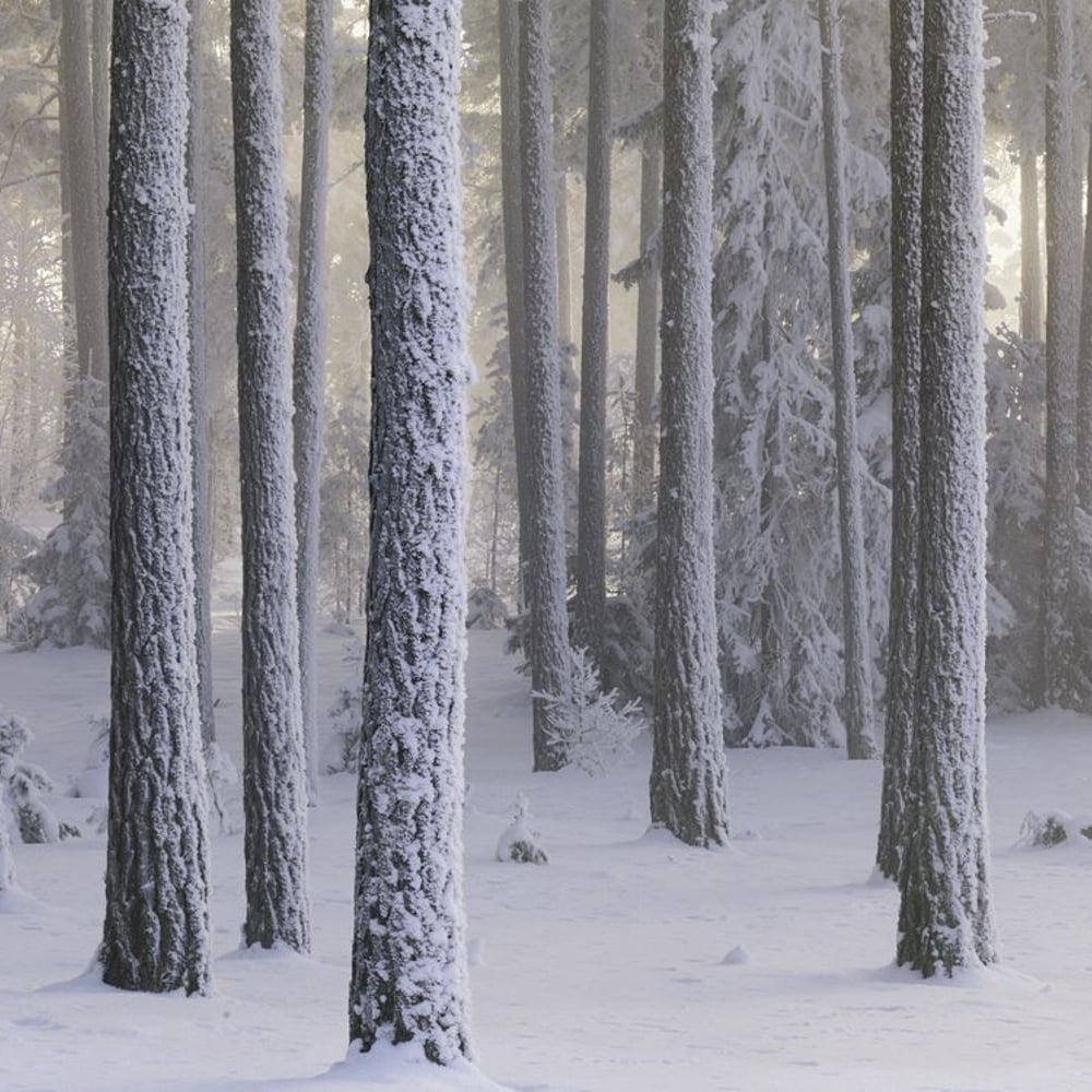 Papiers Peints Panoramique - Cold and Frosty Coniferous Forest - New Arrivals