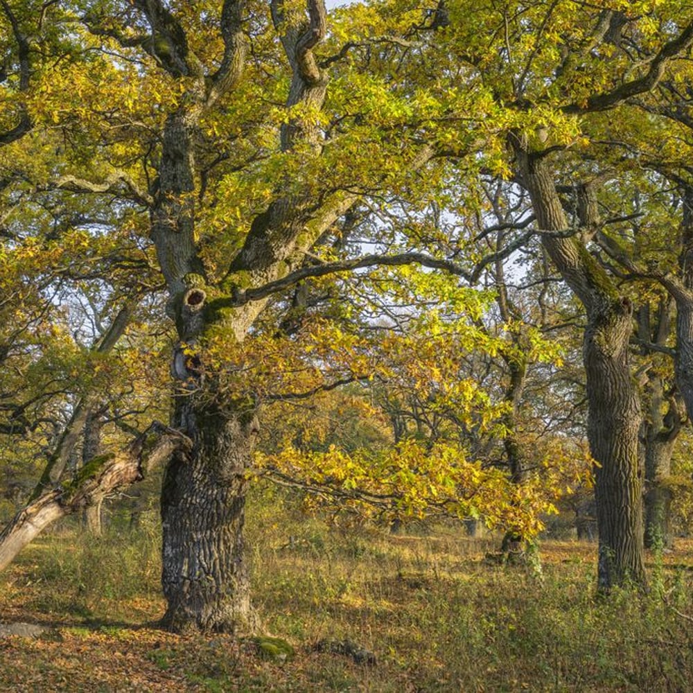Wall Mural - Beautiful Oak Forest - Scandiwall