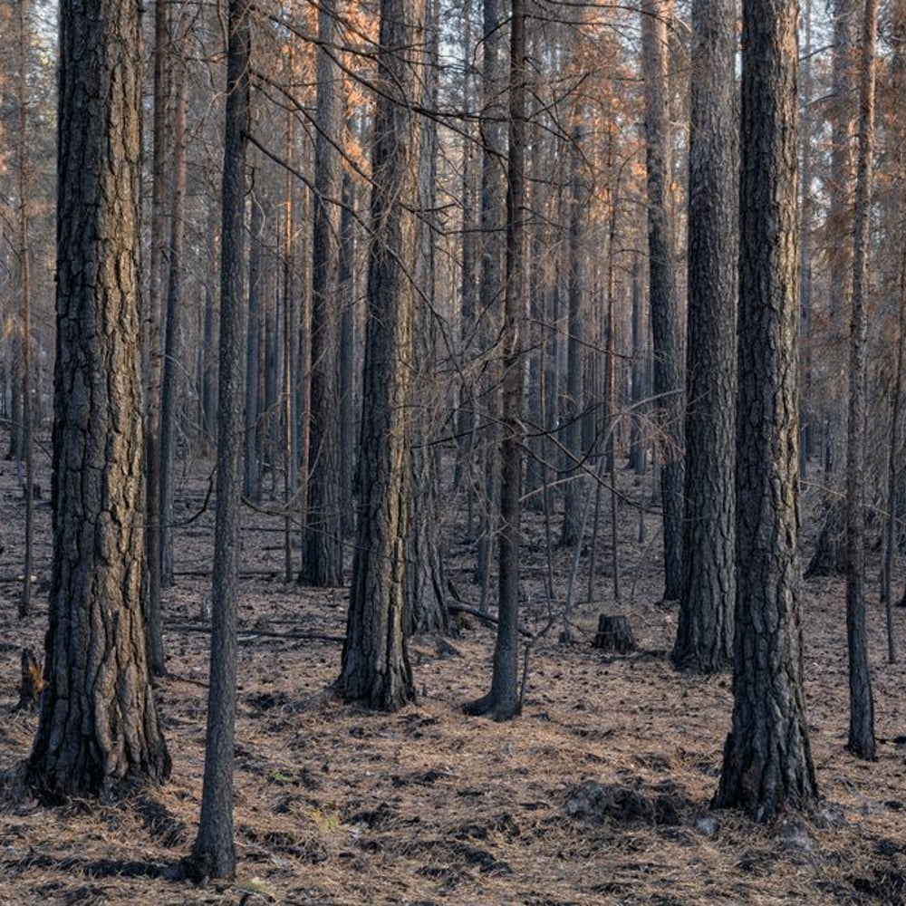Papiers Peints Panoramique - Empty Brown Coniferous Forest - New Arrivals