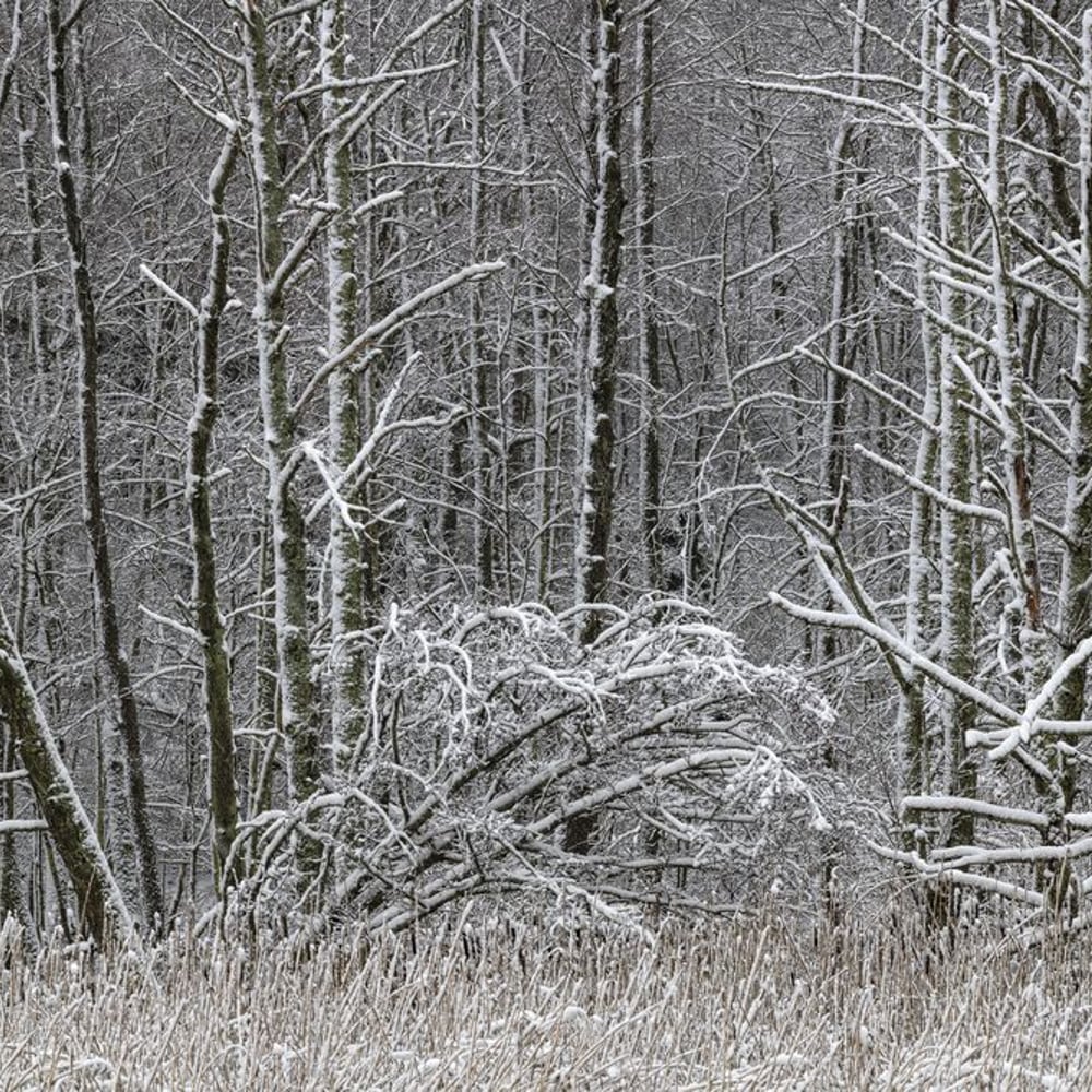 Papiers Peints Panoramique - Frosty Deciduous Forest in Black and White - New Arrivals