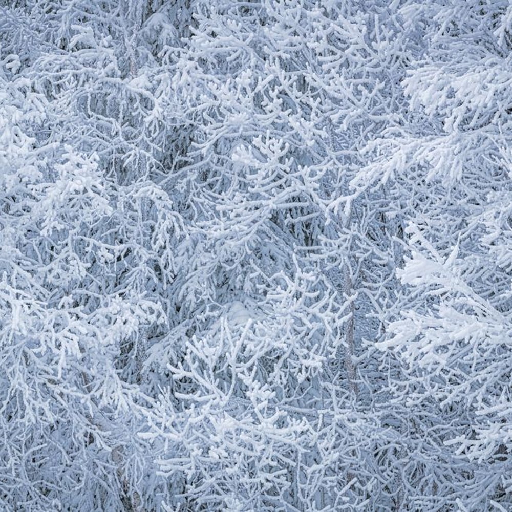 Wall Mural - Blue Frosty Bushes - Scandiwall