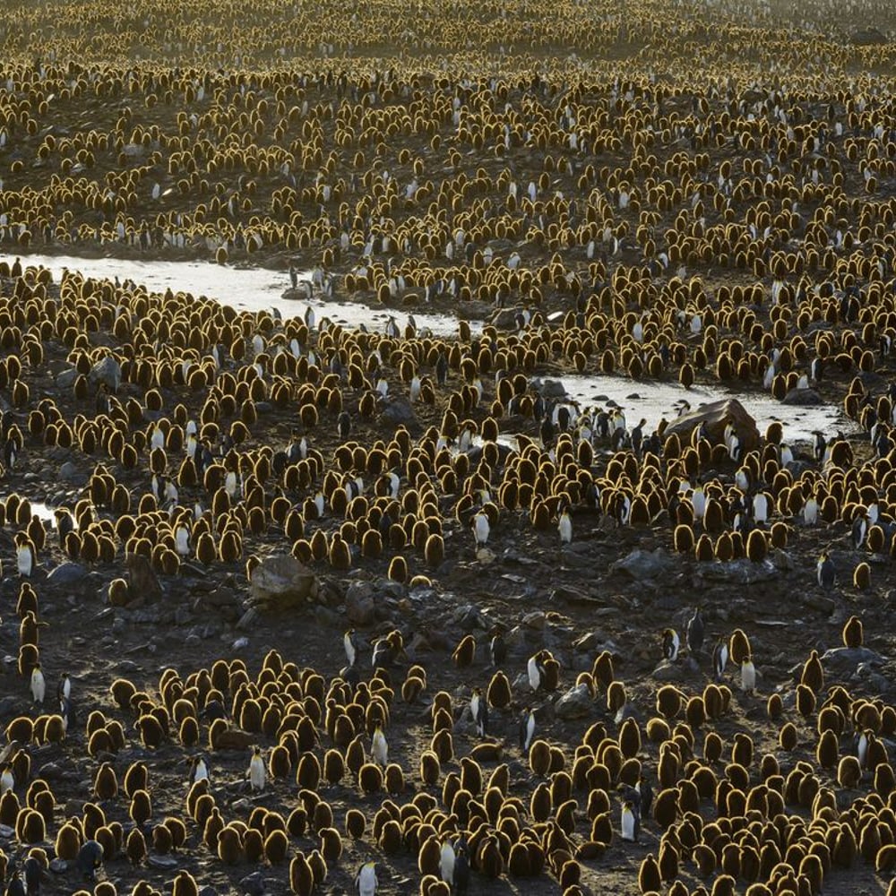 Papiers Peints Panoramique - A Colony of Penguins at South Georgia - New Arrivals