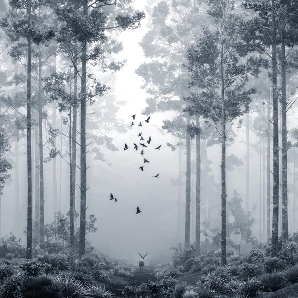 Fototapet - Early Morning Walk I - Nature