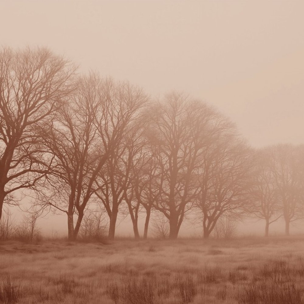 Papiers Peints Panoramique - Soft Fog II - Nature