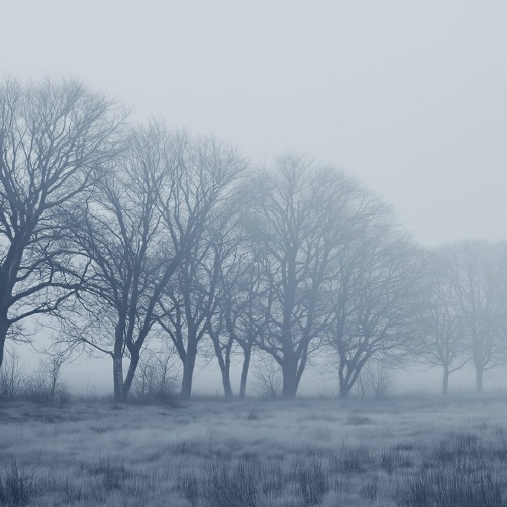 Papiers Peints Panoramique - Soft Fog III - Nature