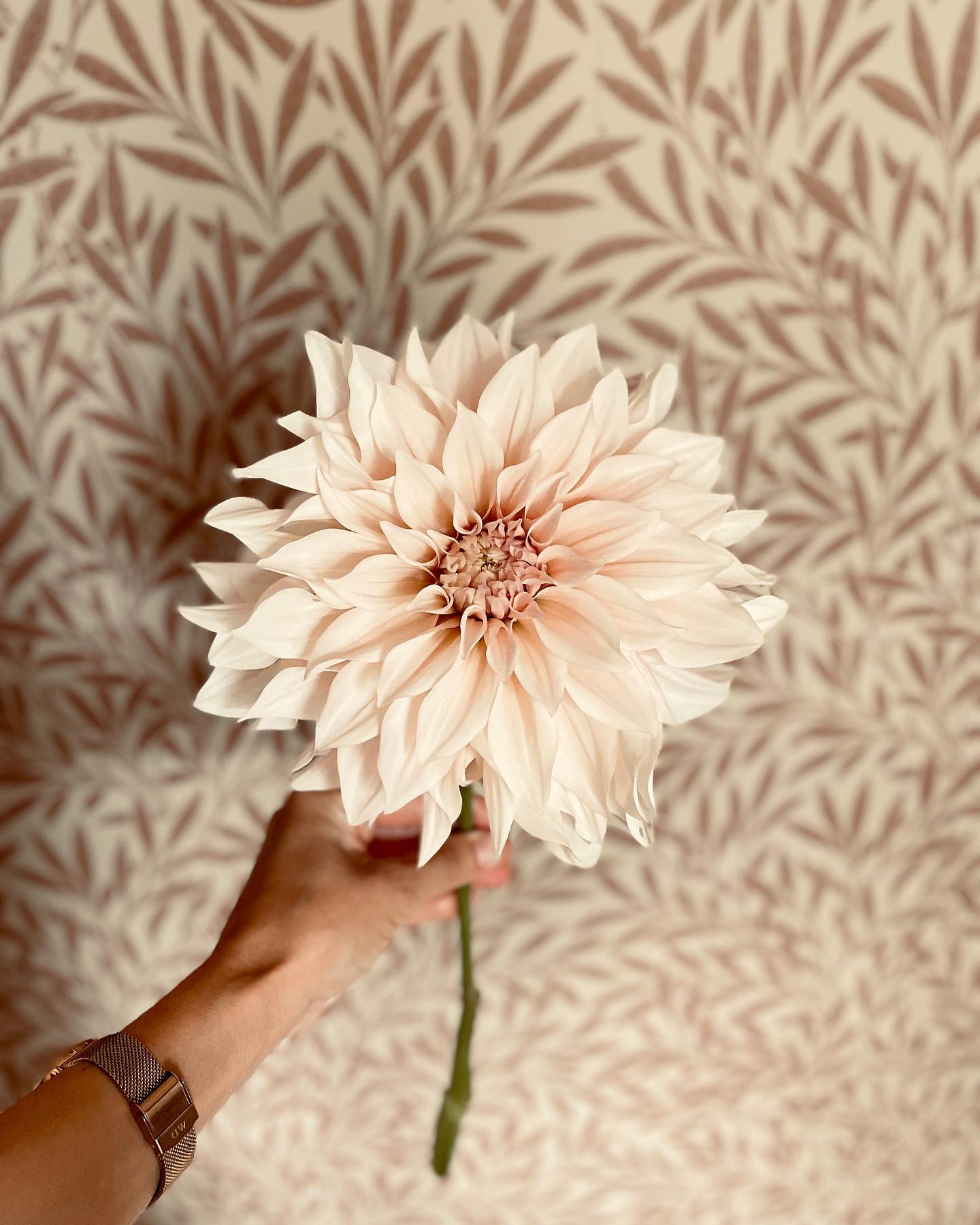 Café au lait ~ måste nästan vara den vackraste dahlian, men bara nästan, finns ju sååå många fina 🤍

.
.
.
.

#dahlior #dahlia #dahlias #dahliaseason #dahliagarden #garden #gardening #trädgård #trädgårdstider #flowers #flower #flowerstagram #veckansvackraste #prästgård #sekelskifte #bolig #boliginteriør #scandinavianhome #scandinaviandesign #svenskahem #williammorris #williammorriswallpaper #williammorrisfabric #williammorrisgallery #familjetapeter #tapeter #wallpaper #wallpapers