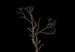 Image of 