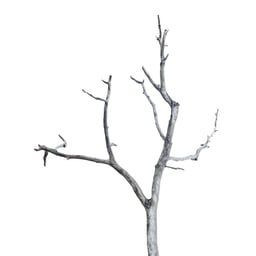 Image of 
