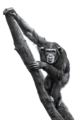 Image of 