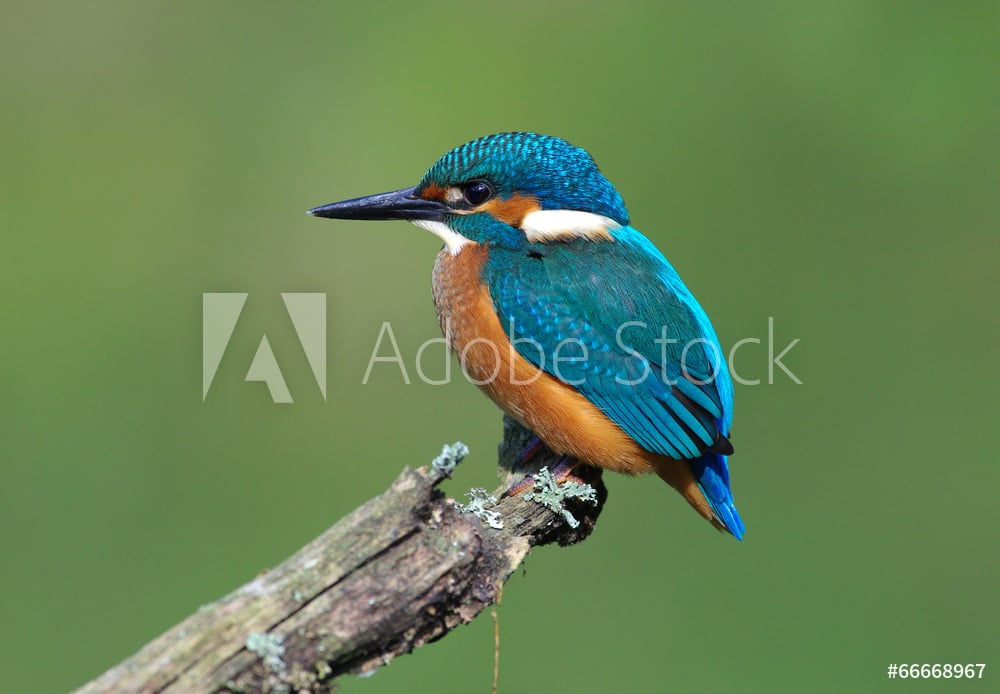 Image of 