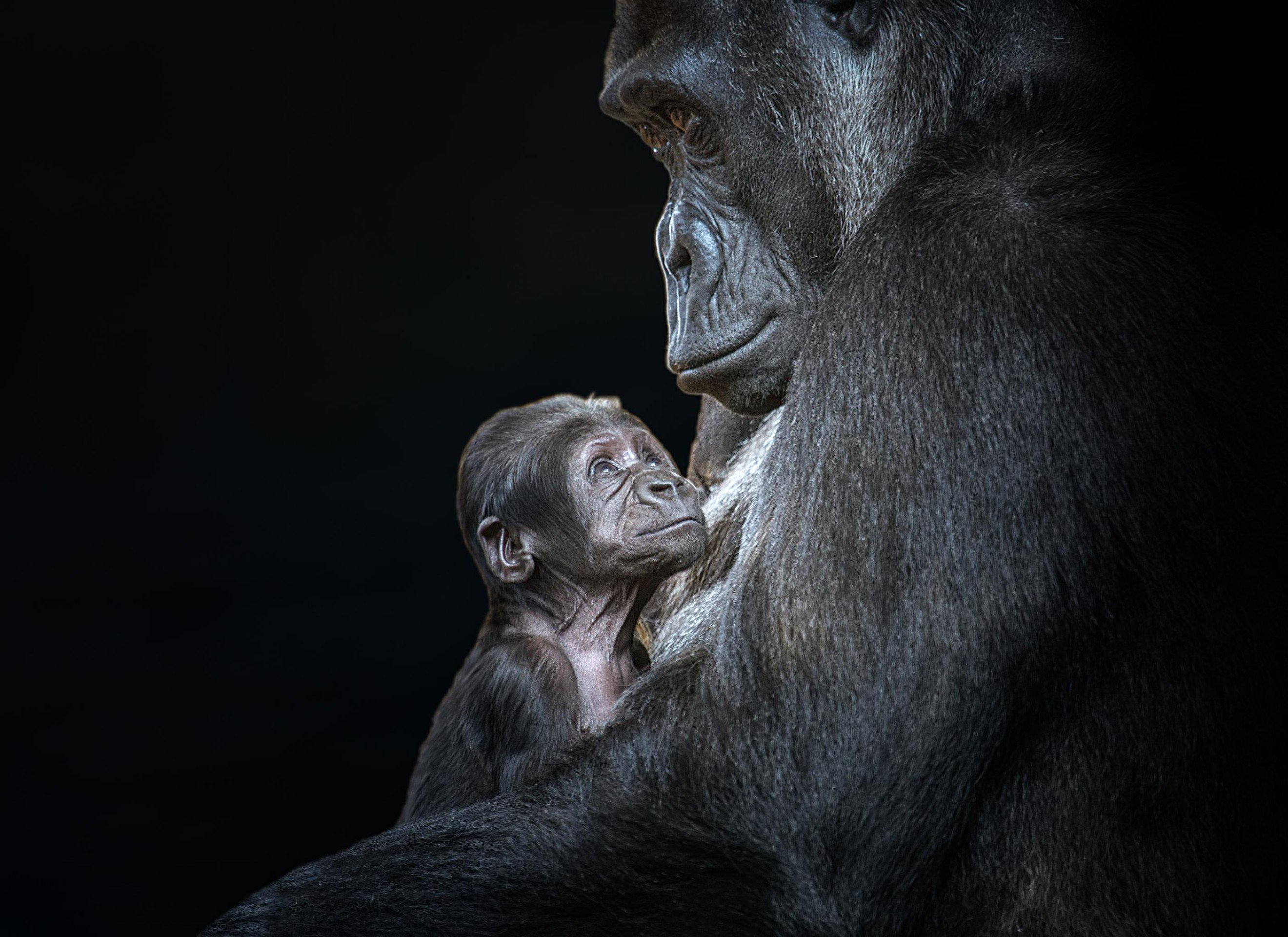 Image of 