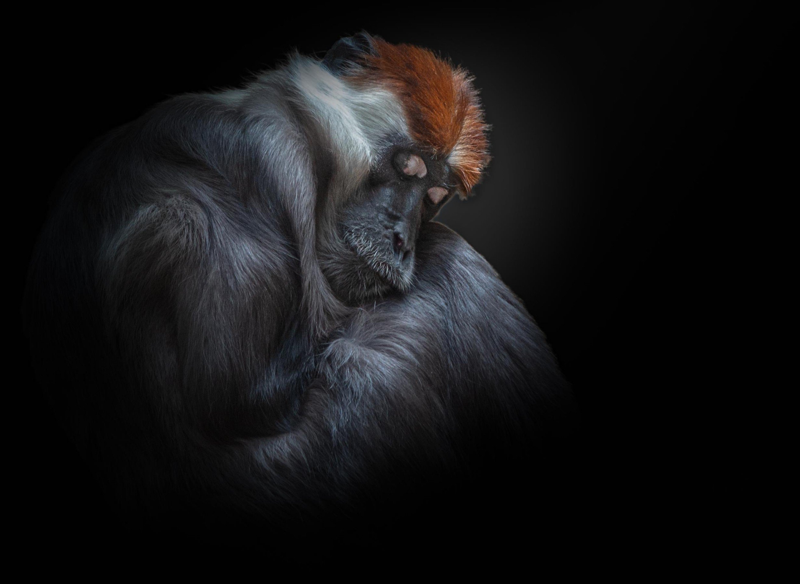 Image of 
