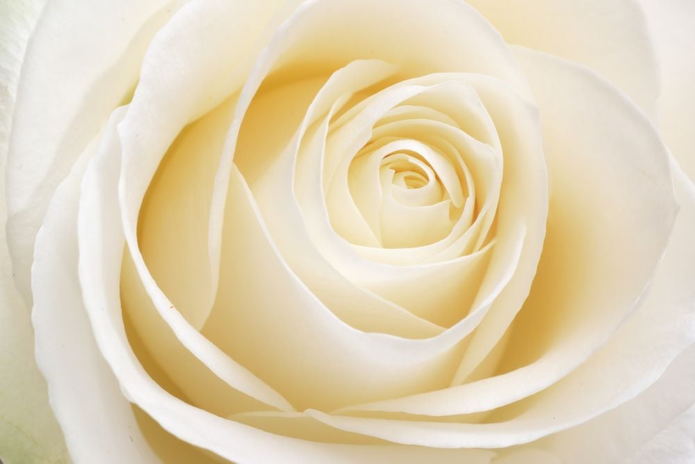 Image of 