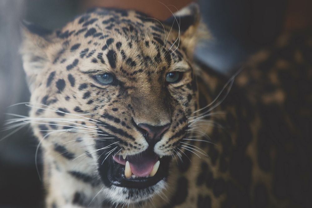Image of 