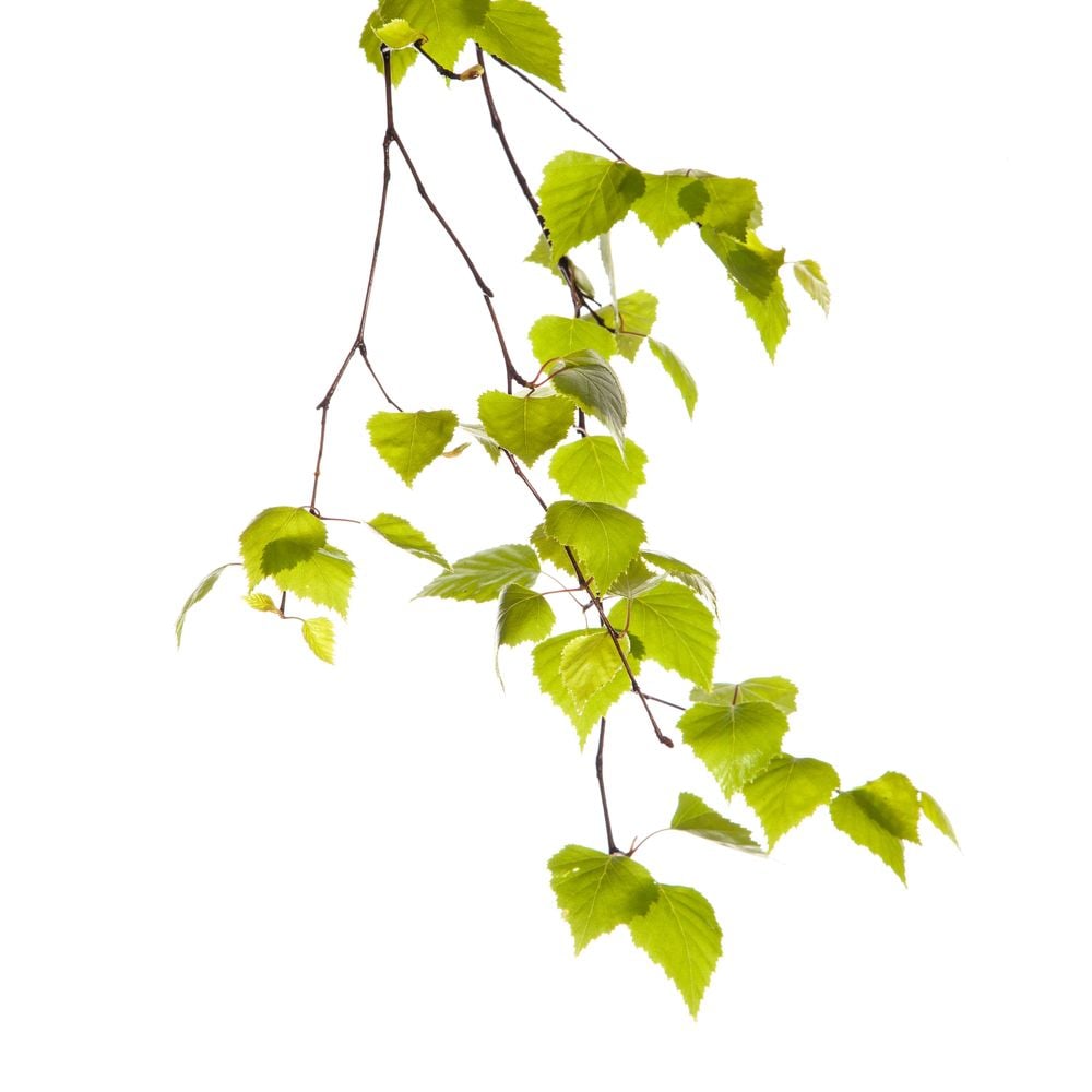Image of 
