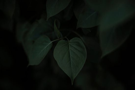 Image de 